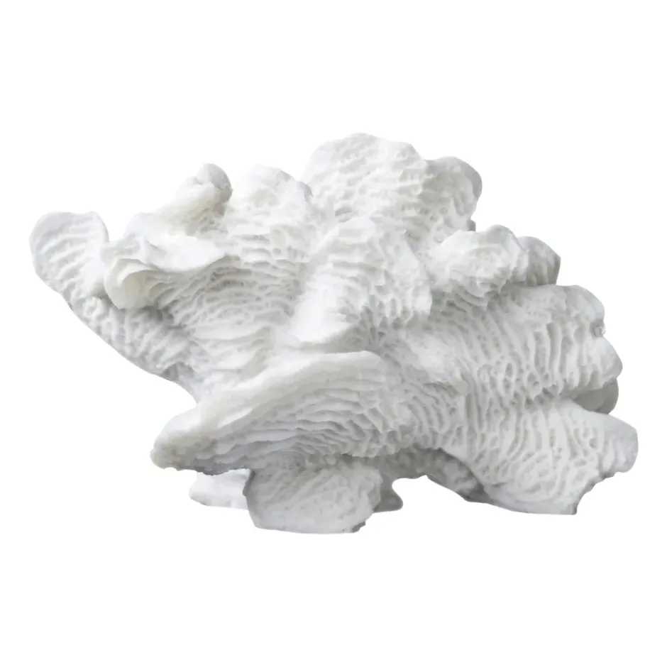 Coral fan, White