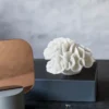 Coral gills, White