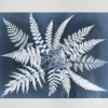 Fern star -juliste, 40 x 50 cm