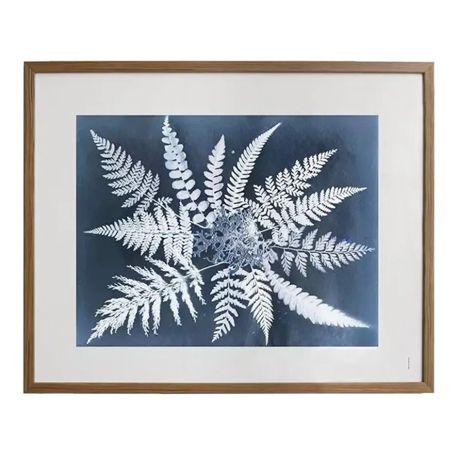 Fern star -juliste, 40 x 50 cm