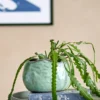 Pennie ruukku 16,5x11x13 cm, Green