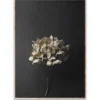 Still Life 04 Hydrangea juliste, 50x70 cm