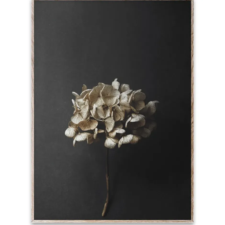 Still Life 04 Hydrangea juliste, 50x70 cm