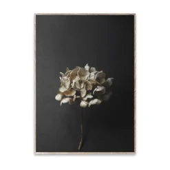 Still Life 04 Hydrangea juliste, 30x40 cm