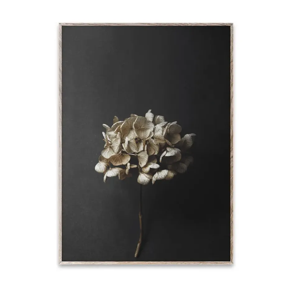 Still Life 04 Hydrangea juliste, 30x40 cm