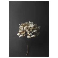 Still Life 04 Hydrangea juliste, 30x40 cm