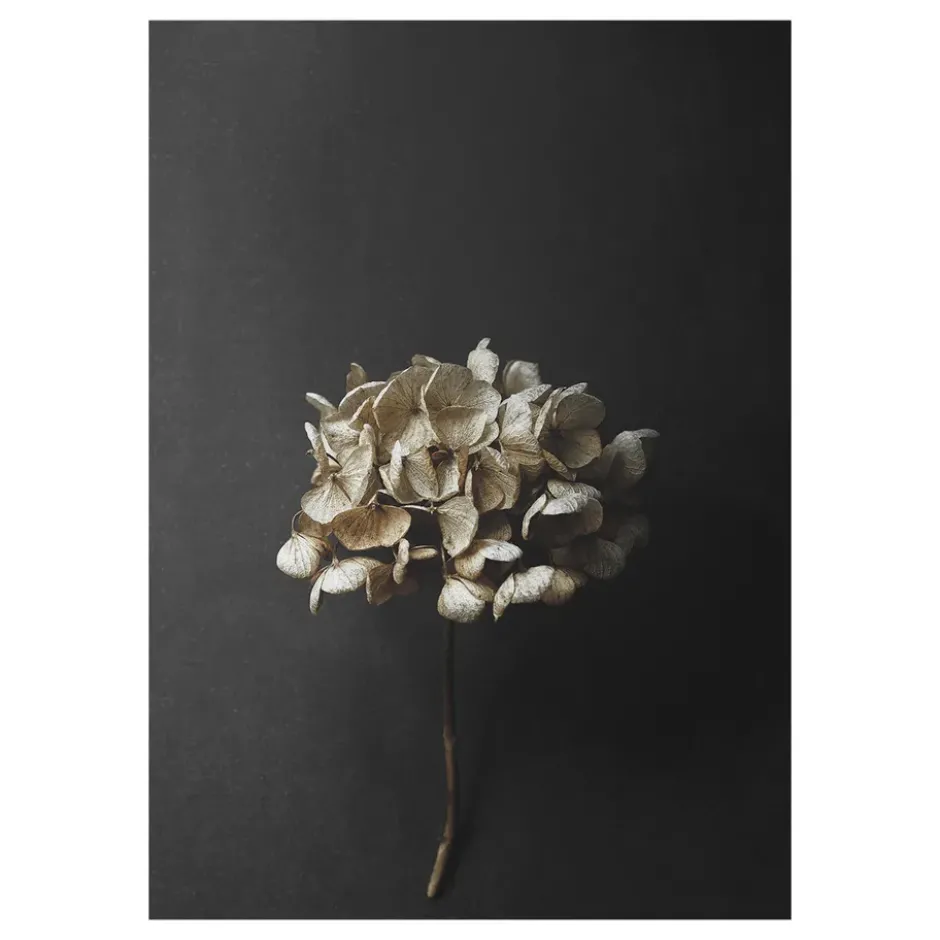 Still Life 04 Hydrangea juliste, 30x40 cm