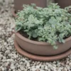 Terra bowl ruukku, Ruskea, Ø30×10,5 cm