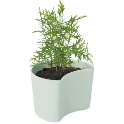 YOUR TREE -ruukku siemenillä, Vihreä (Mänty)
